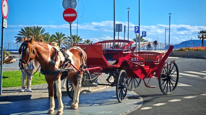 Kutsche Porto Santo