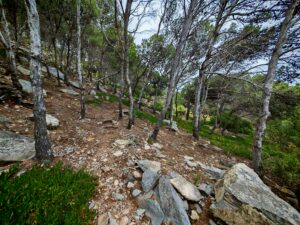 PR2 Porto Santo: Wanderung zum Pico do Castelo Pico do Castelo 8