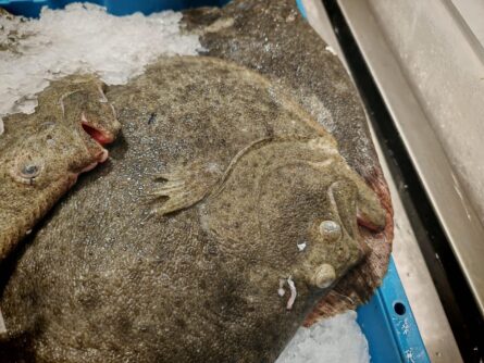 Supermarkt Porto Santo 7